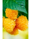 Малина ремонтантна Ярославна (жовта) | Rubus idaeus Yaroslavna | Raspberries remontant Yaroslavna (yellow)